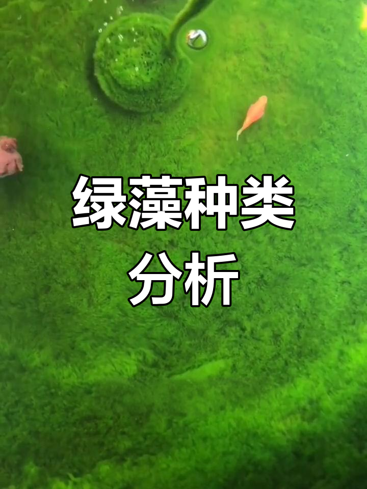 金鱼缸中的两种绿藻:短绒藻与长绒藻的优劣对比