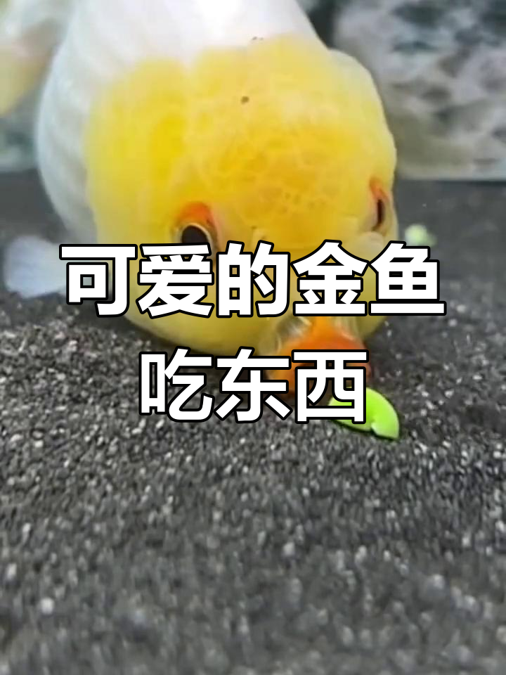金鱼吃食萌态十足,声音太可爱