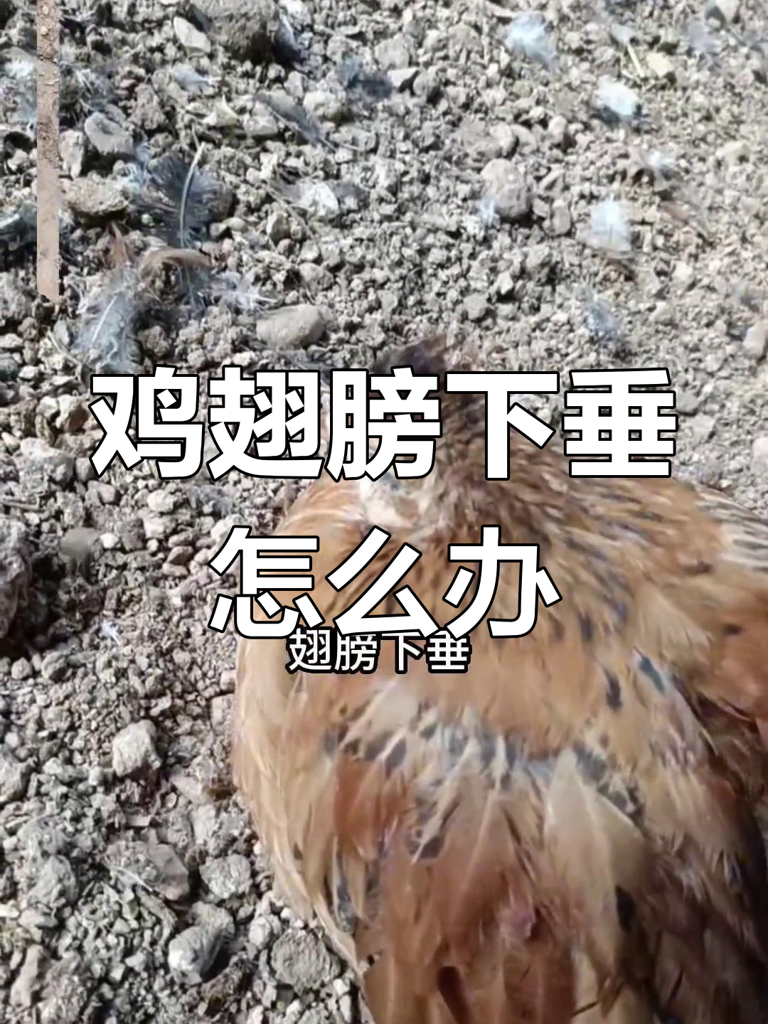 鸡翅膀下垂,羽毛蓬松,缩头闭眼怎么办?