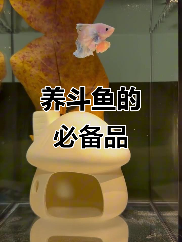 斗鱼养殖必备工具与药品清单,轻松搞定日常养护