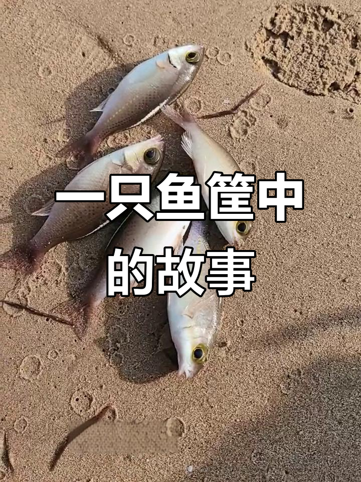 鱼筐里的命运大不同，每条鱼的结局竟如此奇妙！
