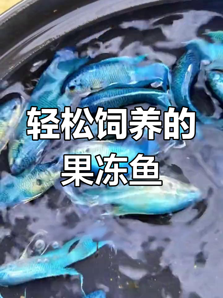 适合懒人养的美丽冷水鱼