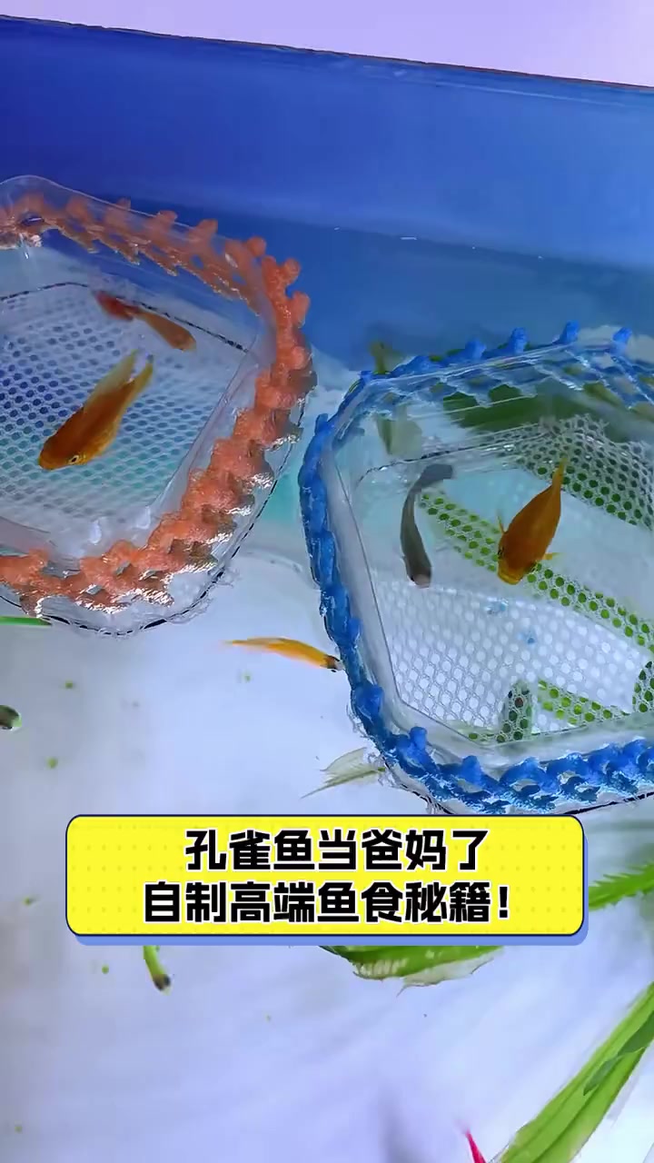 孔雀鱼当爸妈了,自制高端鱼食秘籍!