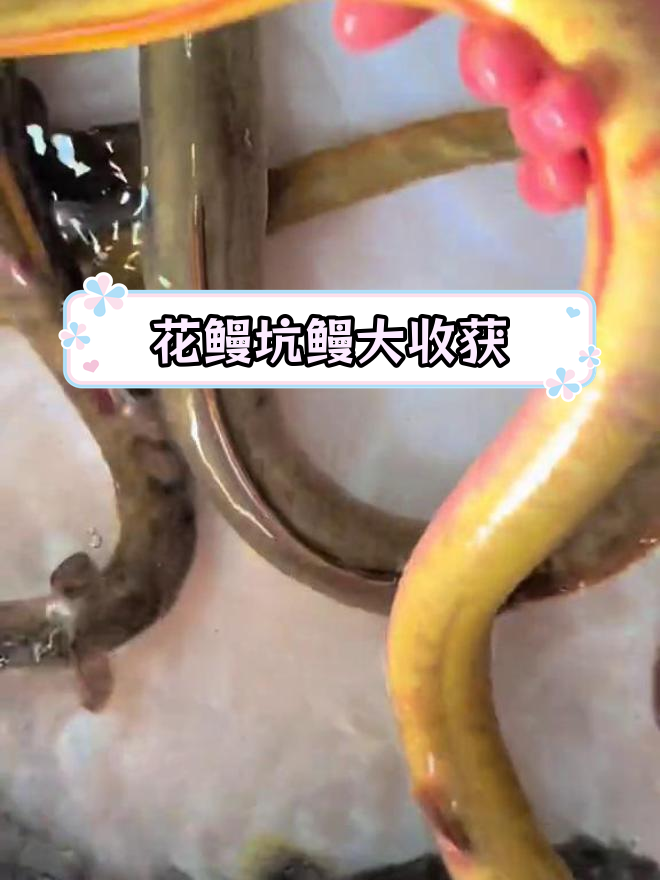 今日捕获野生花鳗与坑鳗,色彩鲜艳