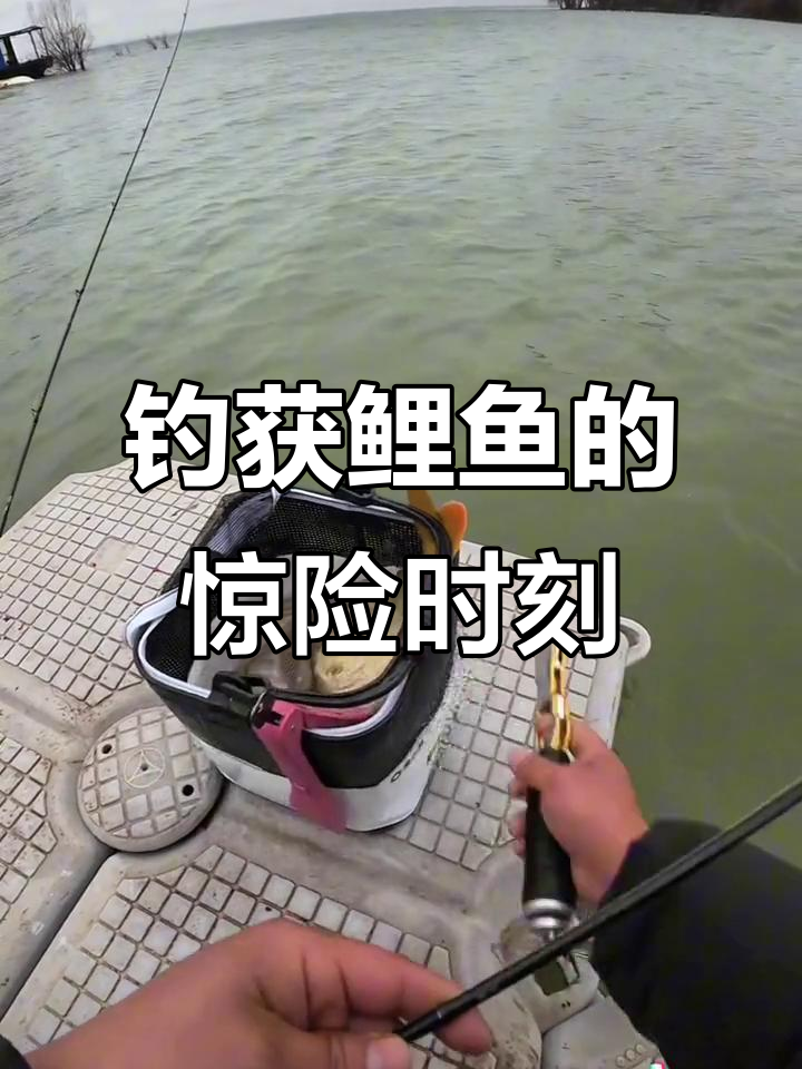 钓鱼直播大挑战,鲤鱼硬刚差点跑掉!