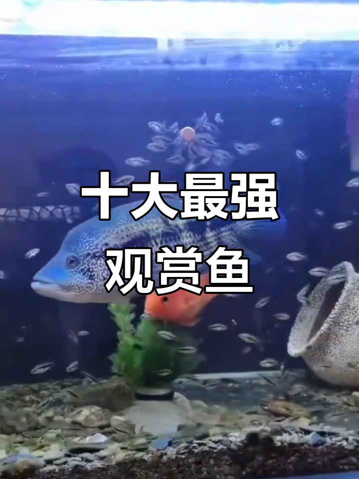 观赏鱼战斗力TOP10,食人鱼仅排第三!