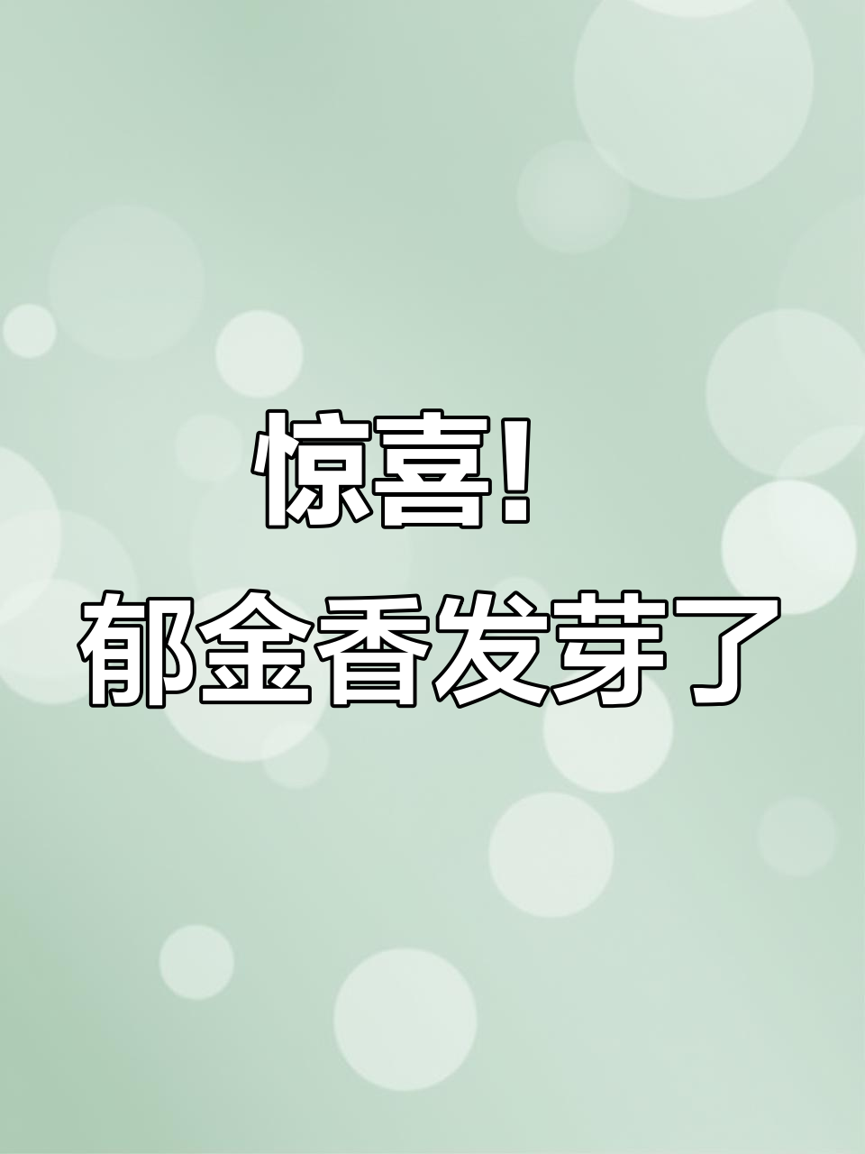 网购郁金香酒竟发芽，两个月不见竟然长出粗壮芽牙