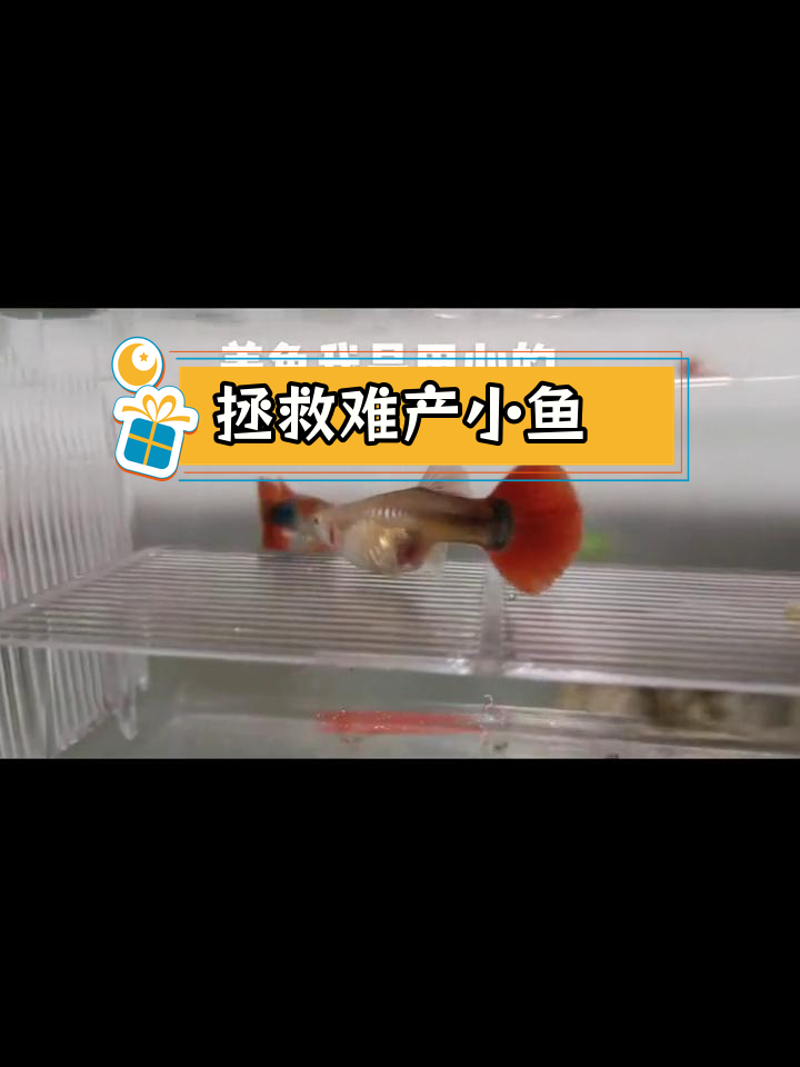 难产母鱼腹中小鱼能救活,教你如何挽救生命