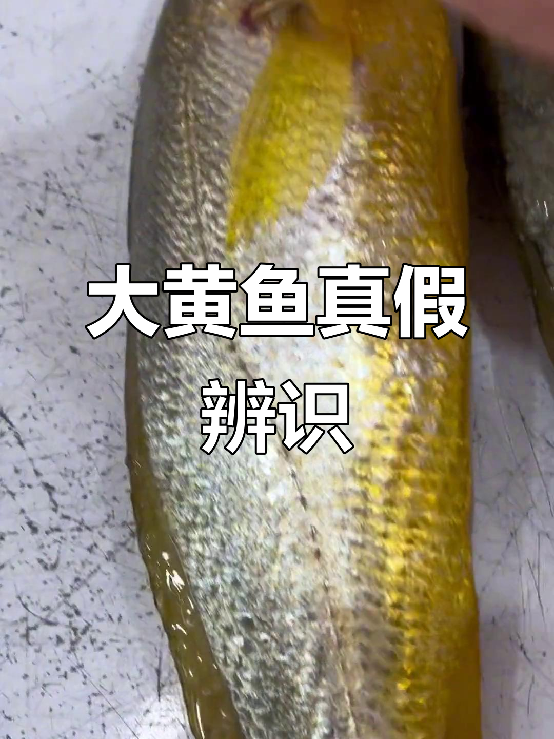 野生大黄鱼与养殖区别大揭秘,鳞片、嘴唇都能辨别