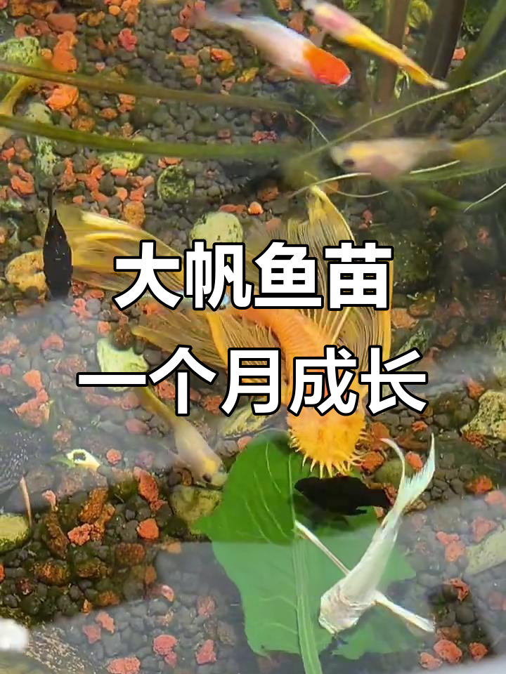 黄金胡子大帆鱼苗1个月能长多少?变化惊人!