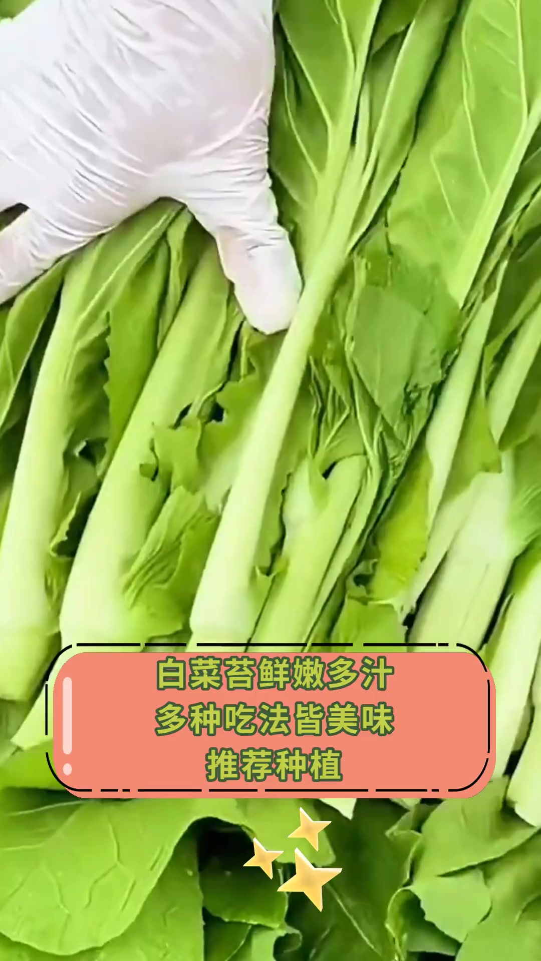白菜苔鲜嫩多汁多种吃法皆美味推荐种植