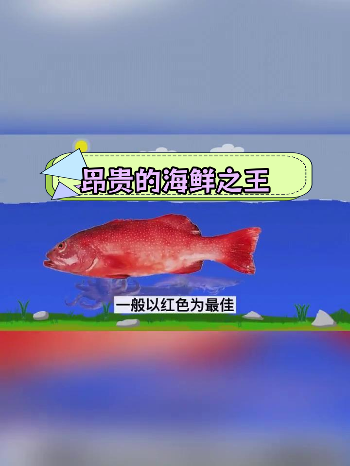 高档酒店常见15种石斑鱼,价格贵到吃不起