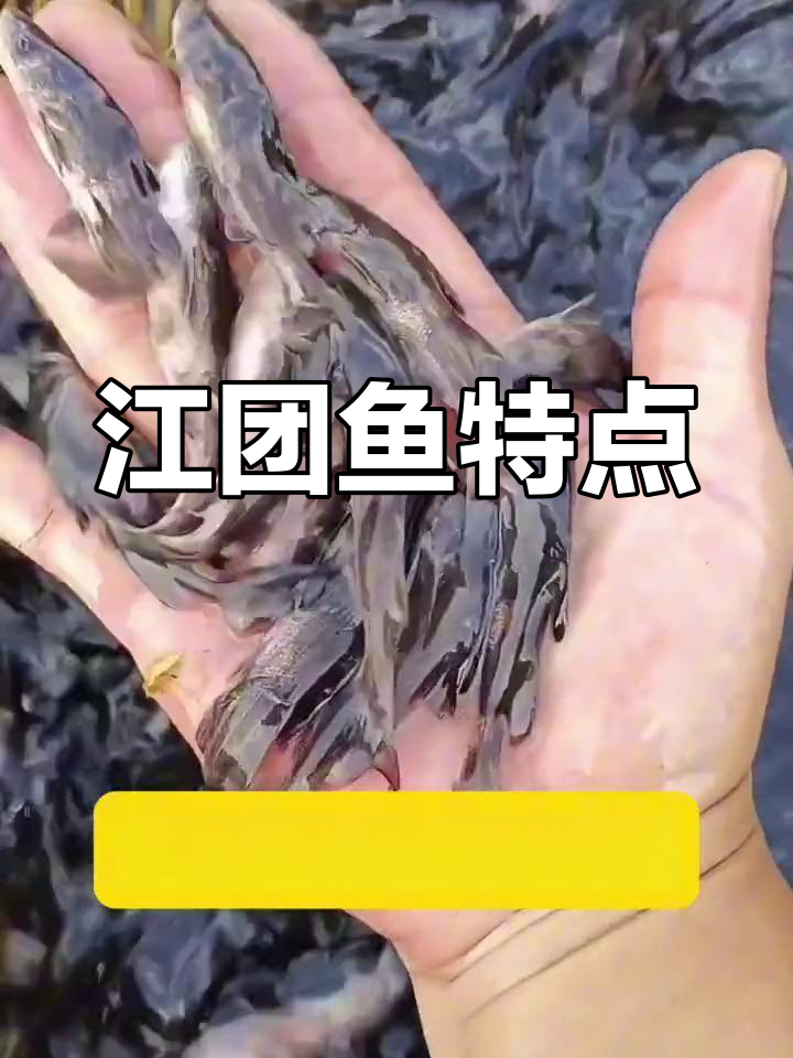 江团鱼肉质鲜美,生长迅速,适应性强,适合多种环境养殖