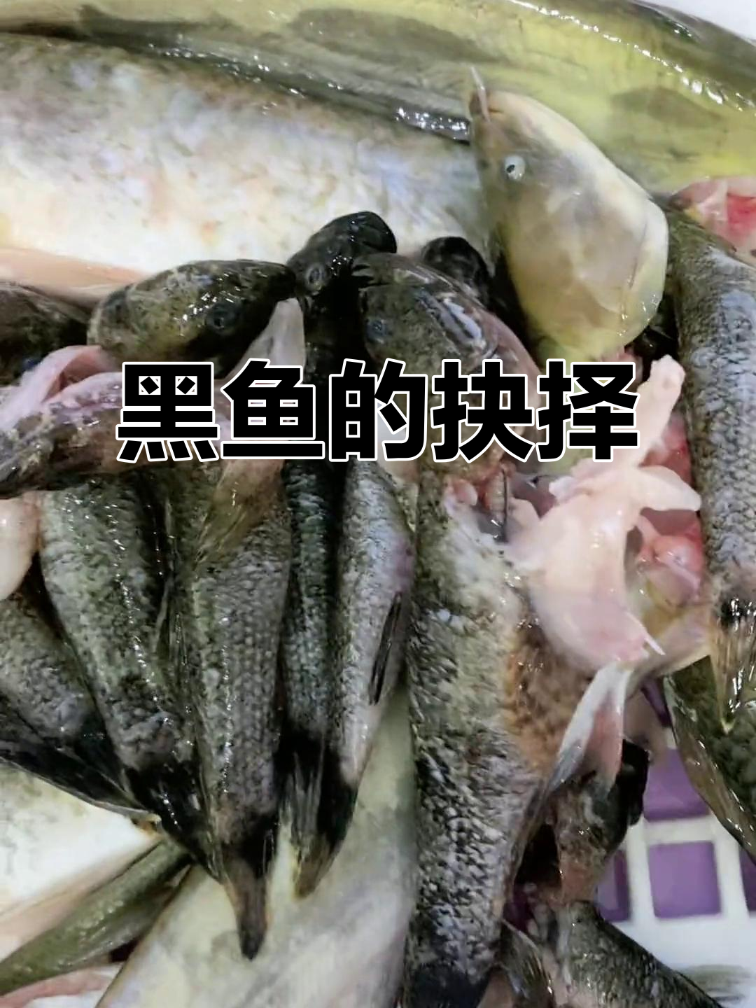 这么小的黑鱼,烧汤还是红烧?真是让人纠结!