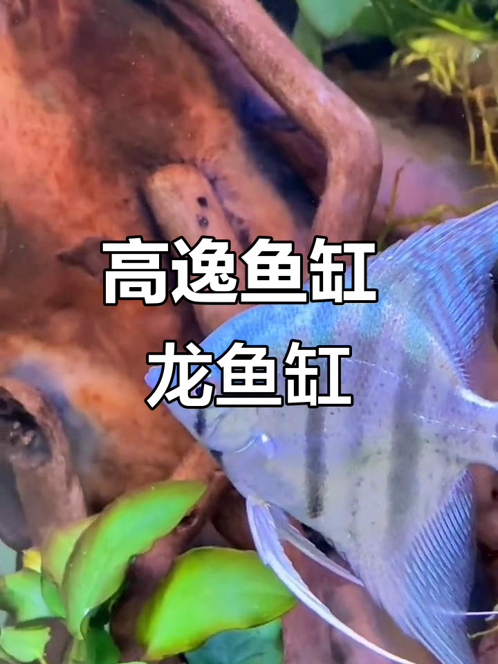 高逸鱼缸:打造空气缸,龙鱼畅游无忧