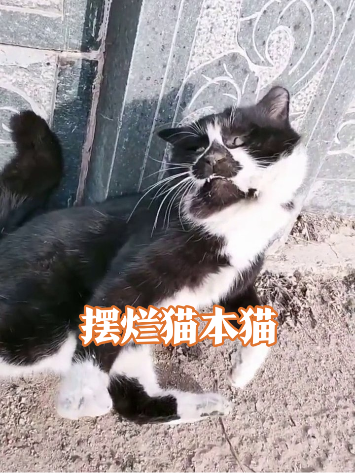 石栏旁的摆烂猫:伸懒腰骂骂咧咧,树枝玩出表情包