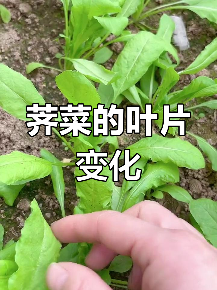 大叶荠菜生长过程揭秘