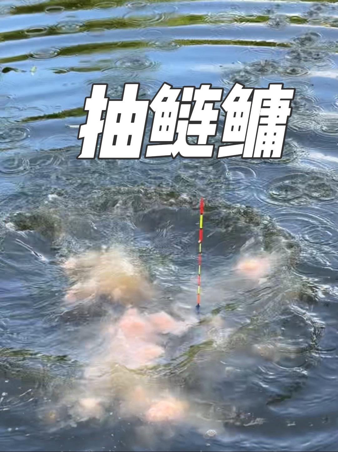 户外钓鱼 钓鱼人就是这么疯狂 原创视频 钓鱼的乐趣只有钓鱼人懂 抽鲢鳙还得先打窝