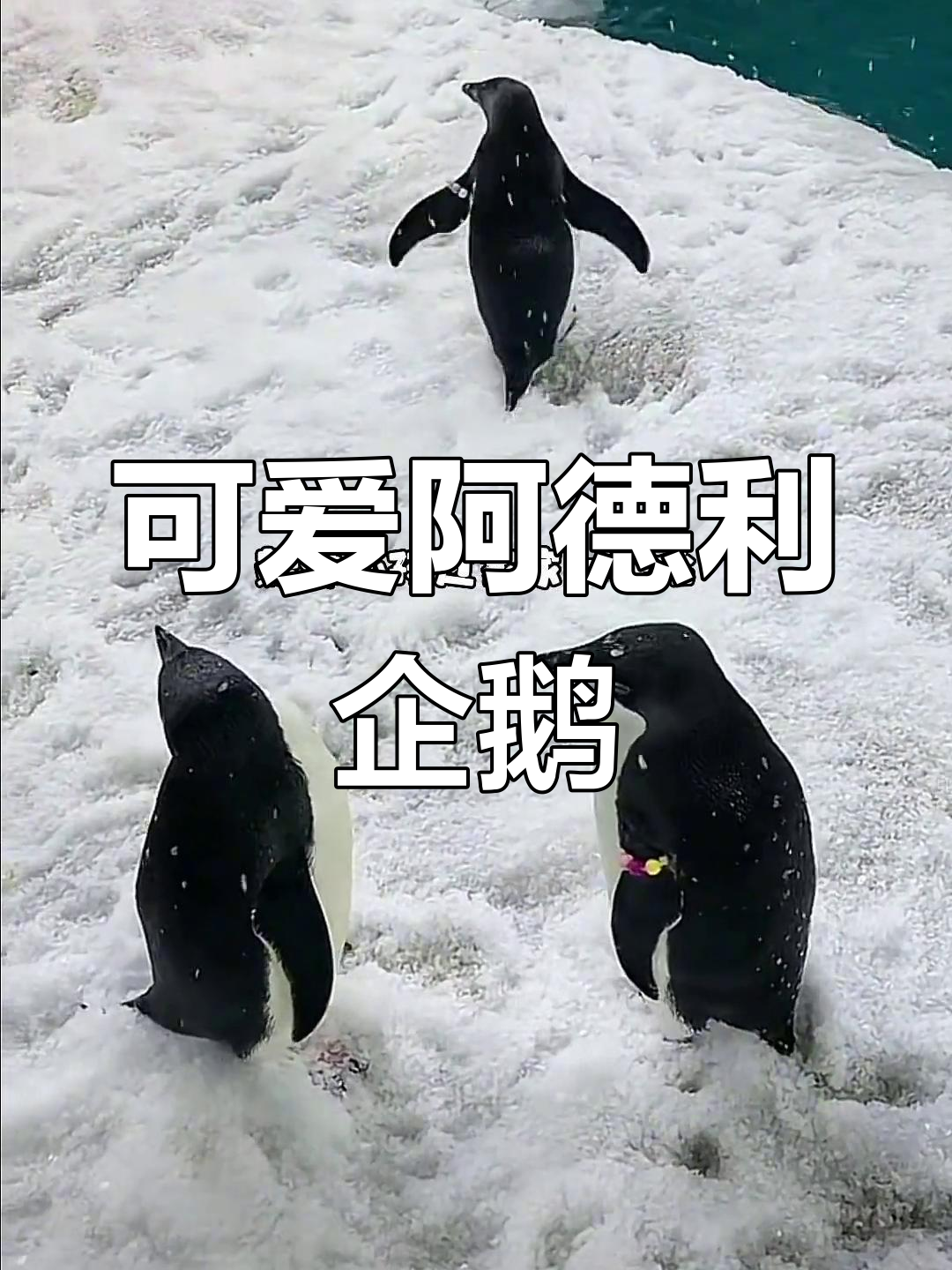 阿德利企鹅宝宝换毛前的萌态