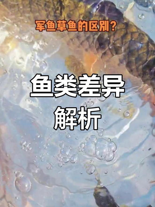 军鱼与草鱼的明显区别:鳞片、背鳍及生活习性各不同
