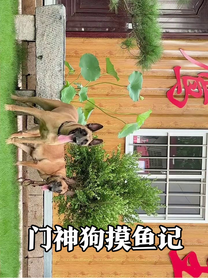 看门狗上班摸鱼,严肃表情配吐舌解暑反差萌