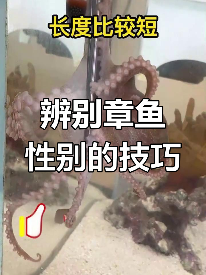 如何分辨章鱼性别?
