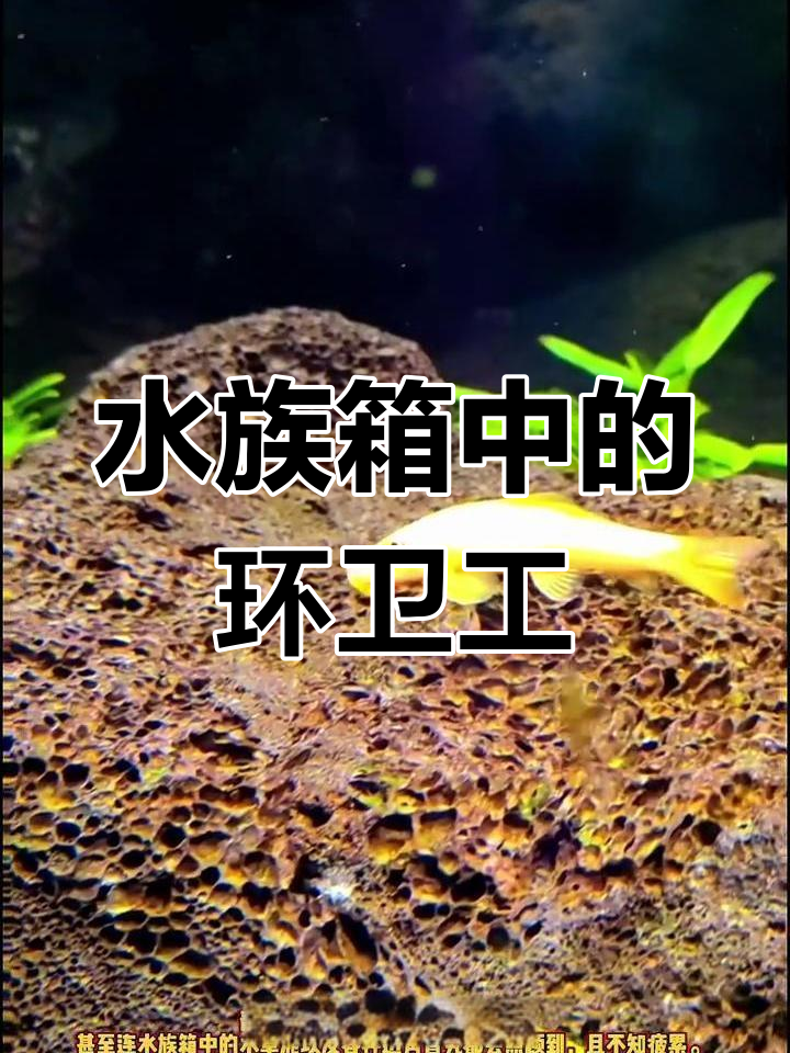 青苔鼠鱼:水族箱的清洁工