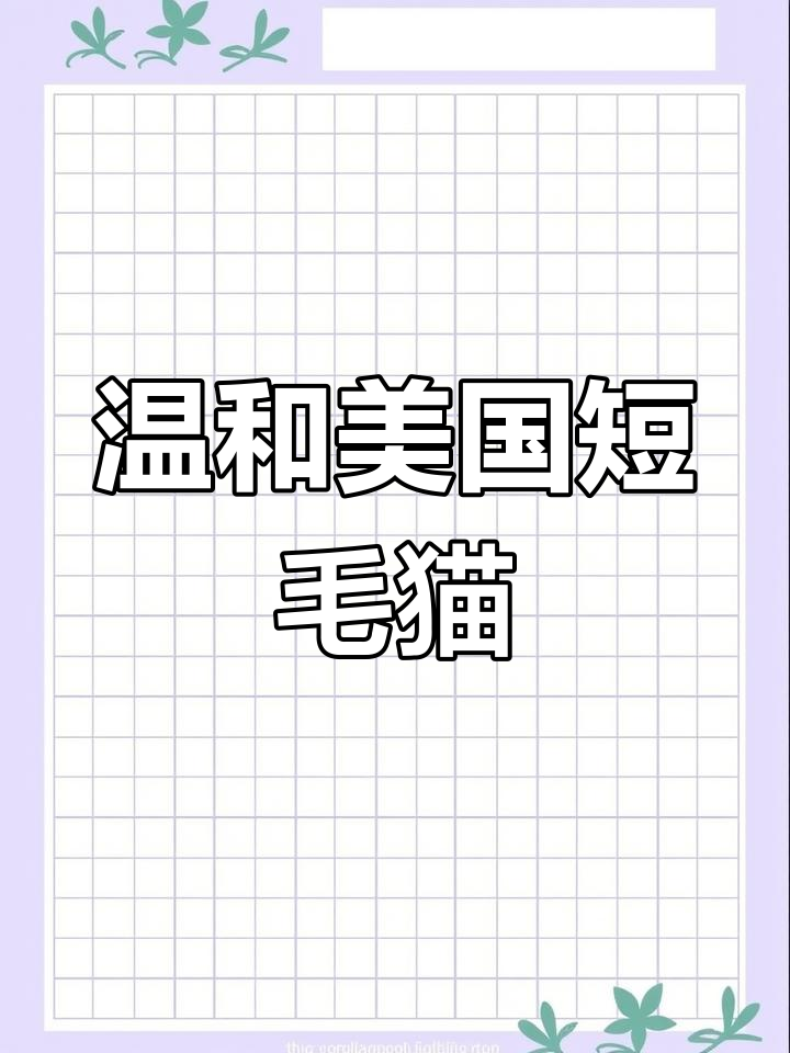 美国短毛猫:温顺可爱的家庭宠物,打理简单又聪明