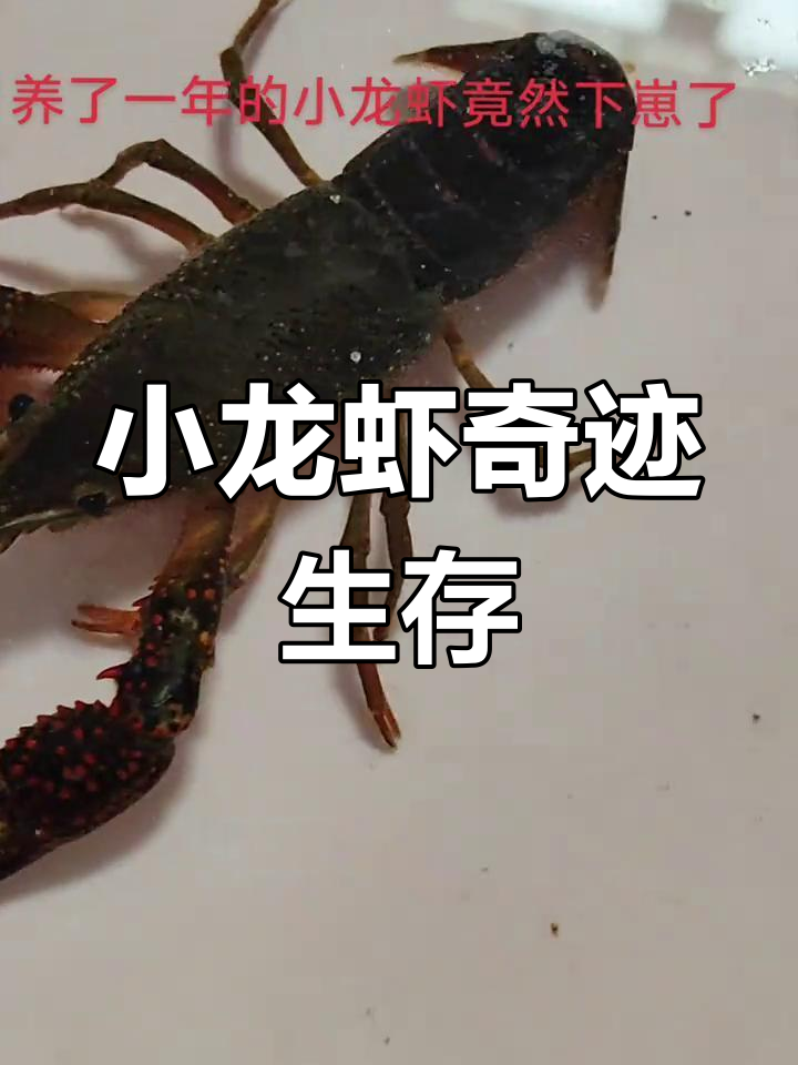 4月奇迹!捡到的小龙虾活一年还生崽了!