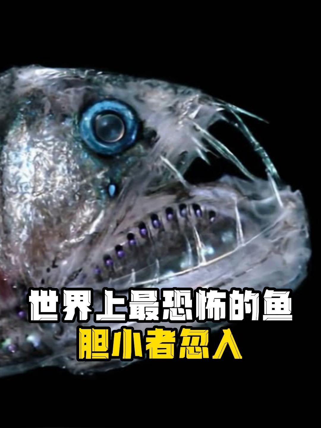 世界上最恐怖的鱼——胆小者慎入!