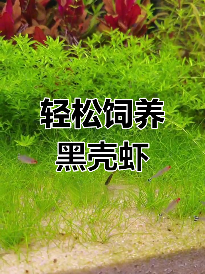 黑壳虾:易养、繁殖快,天然鱼缸清洁工
