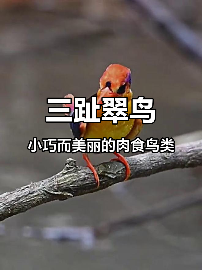 世界上最小的翠鸟,三趾翠鸟的美丽与神秘