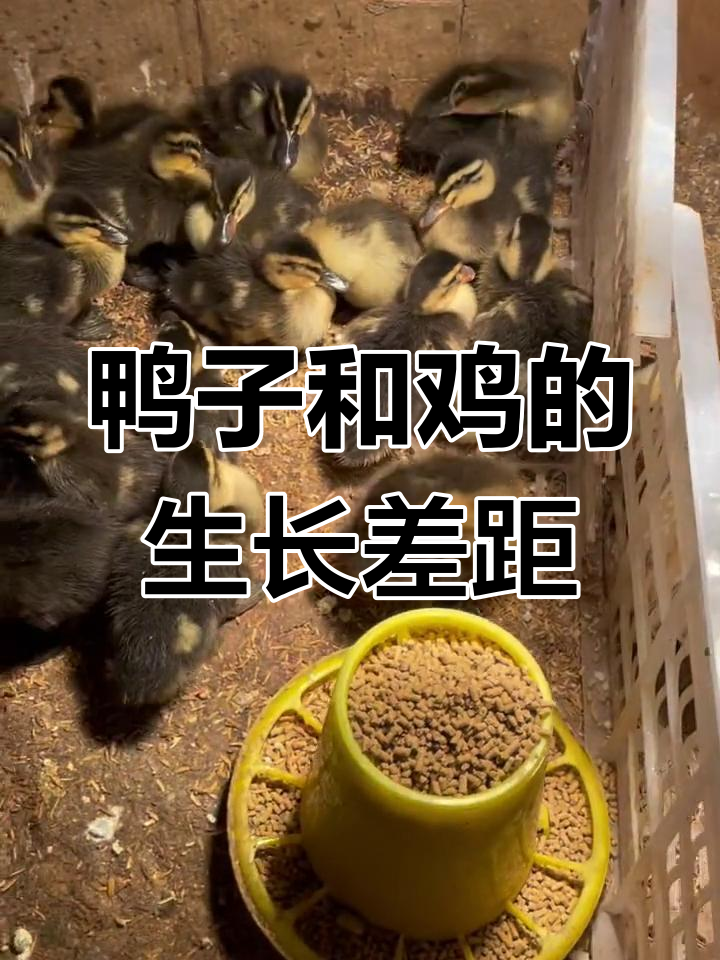 小鸭子比鸡长得快,吃食喝水都惊人