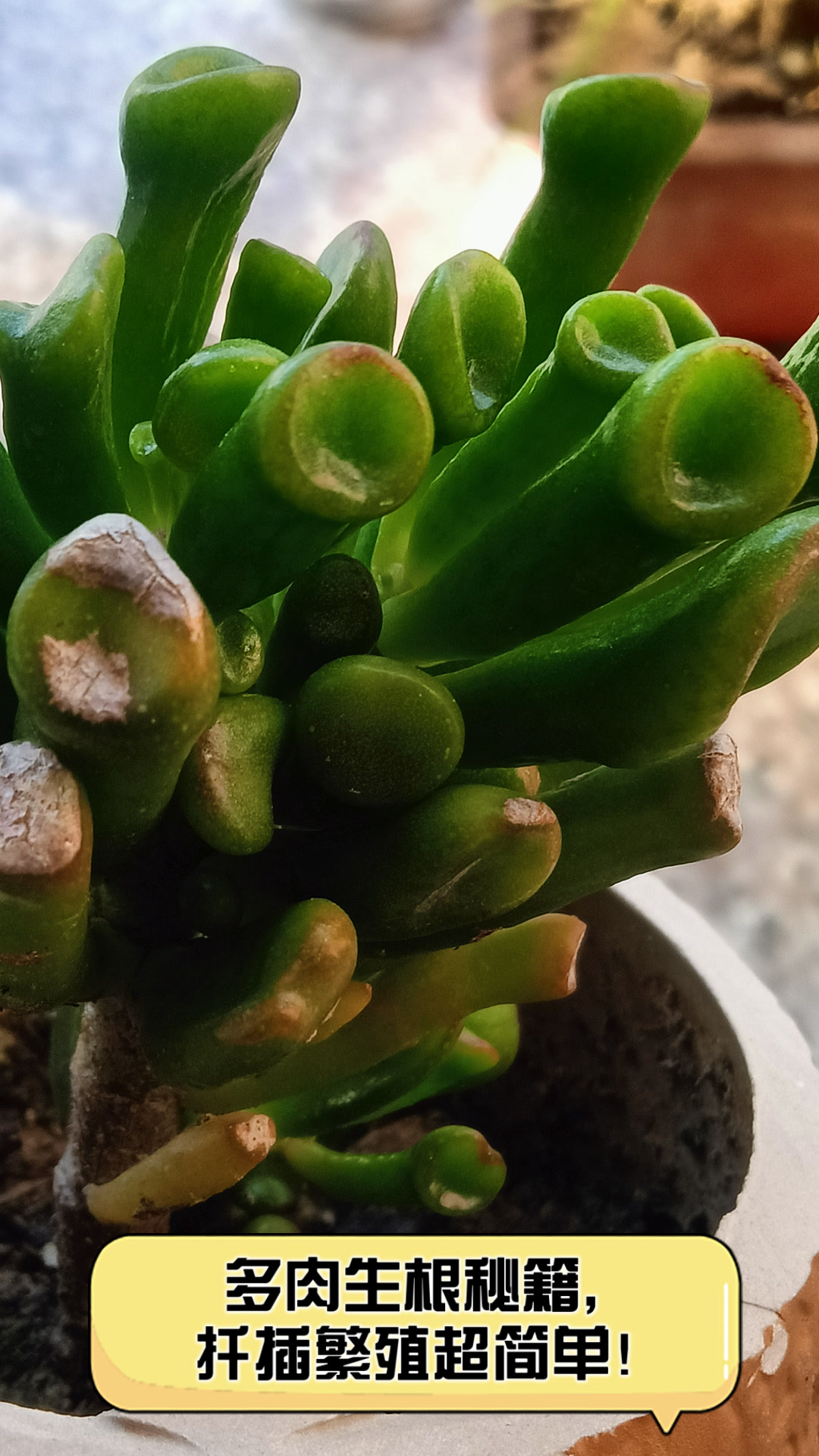 多肉生根秘籍,扦插繁殖超简单!