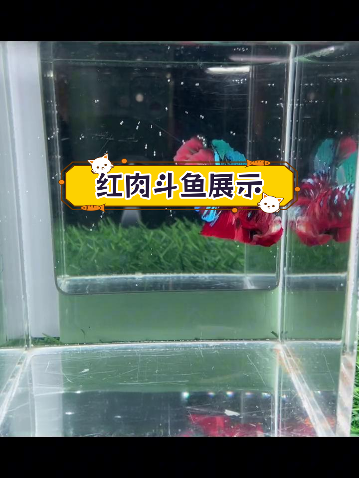 优雅红肉大星河武士将军公,标准大三鳍