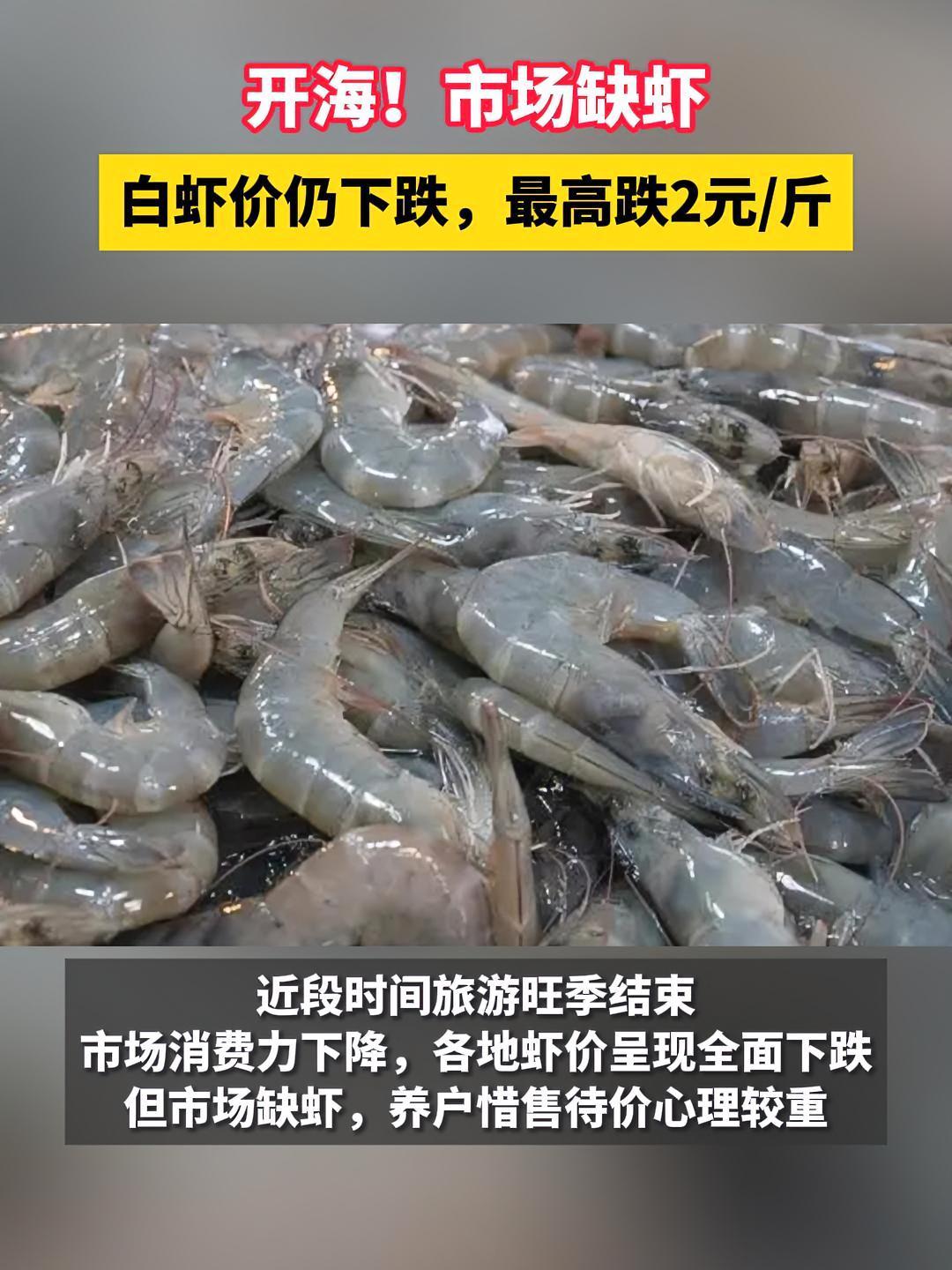 开海!市场缺虾,白虾价格却仍然下跌,发生了什么?南美白对虾 水产养殖 虾价