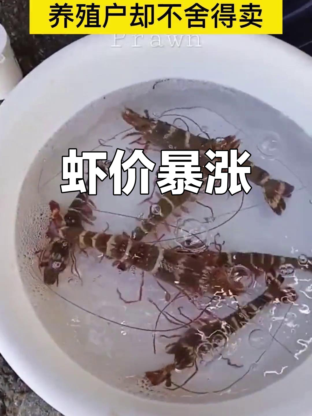 虾价飙升,170元一斤!养殖户预测价格还将继续上涨