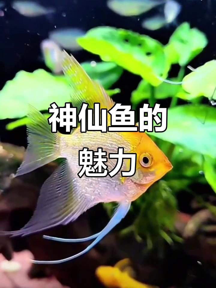 神仙鱼:观赏性强,性格温和的热带鱼类