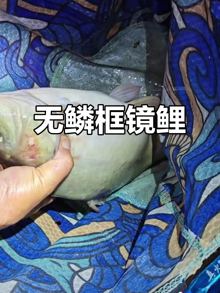 野钓靠运气,我竟碰到了这条奇特的无鳞大鲤鱼!