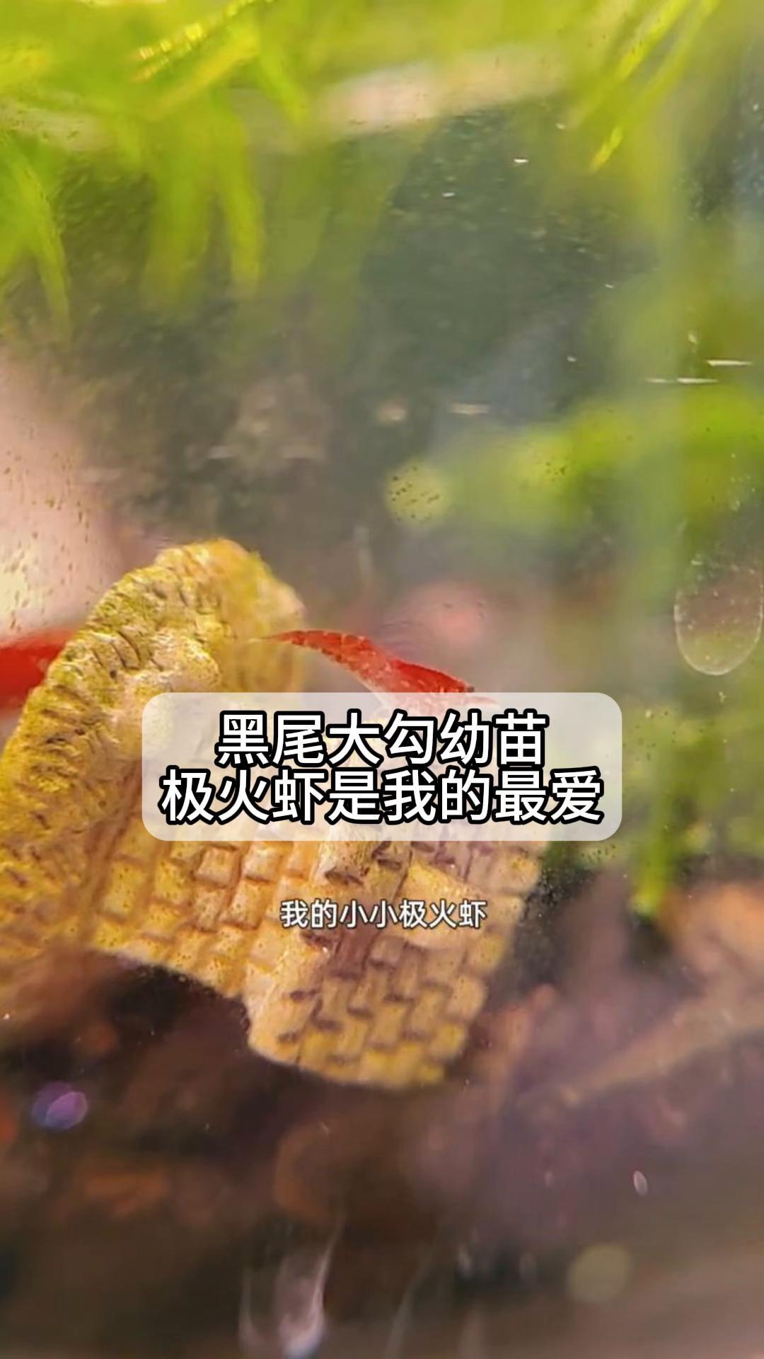黑尾大勾幼苗极火虾是我的最爱