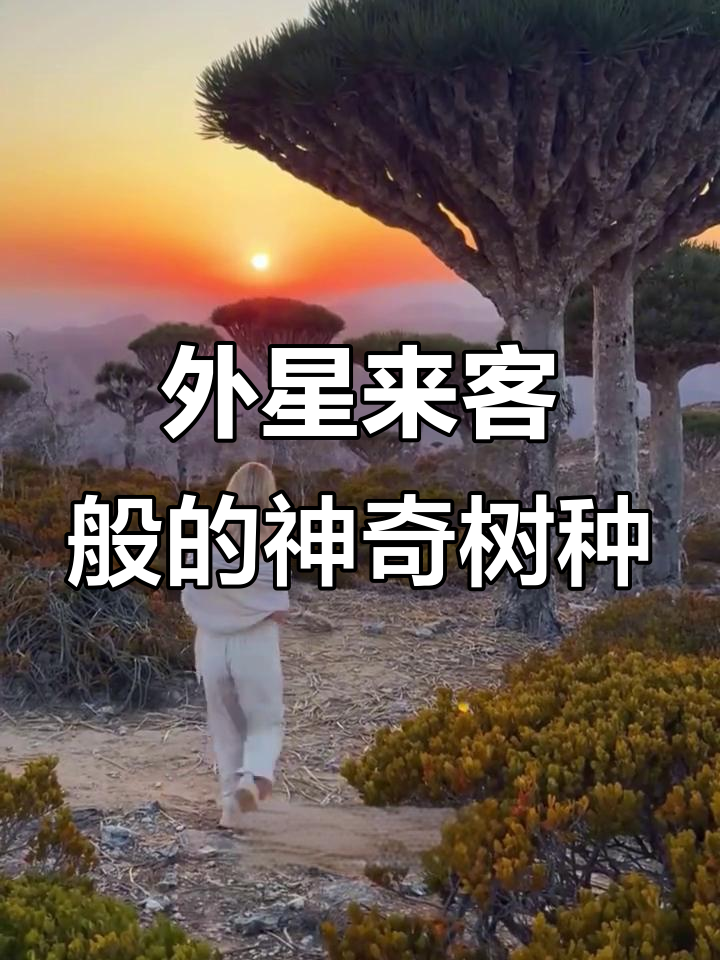 探秘地球上的“外星”树木:龙血树、红杉与猴面包树的传奇