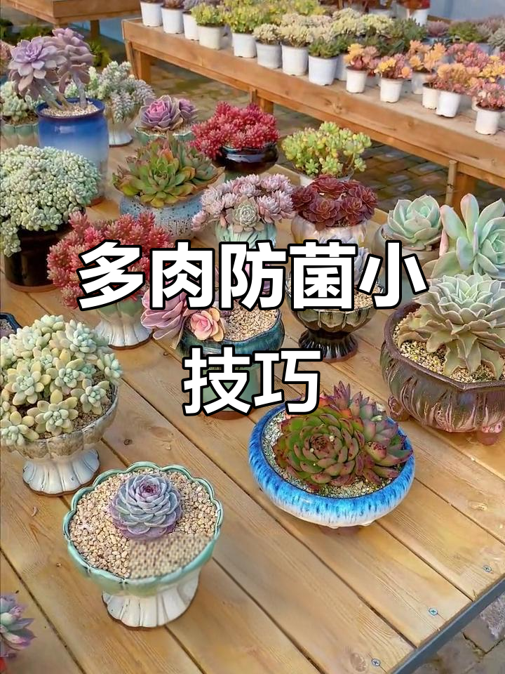 防止多肉真菌感染,做到这几点就够了