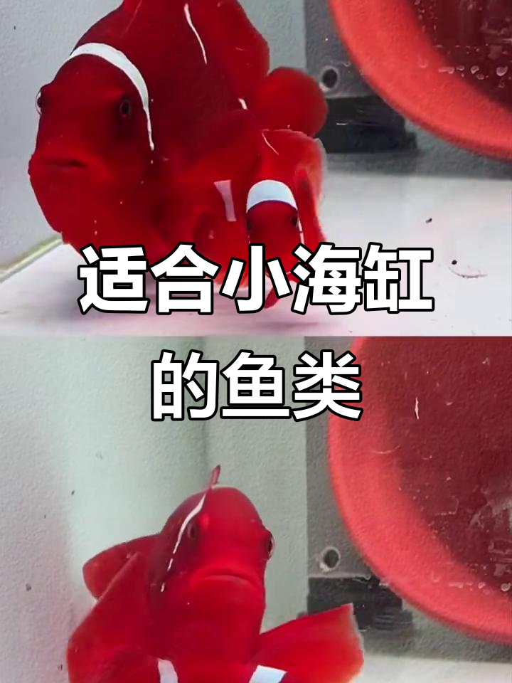 小海缸最适合养的六种鱼,蓝吊小丑鱼能养吗?