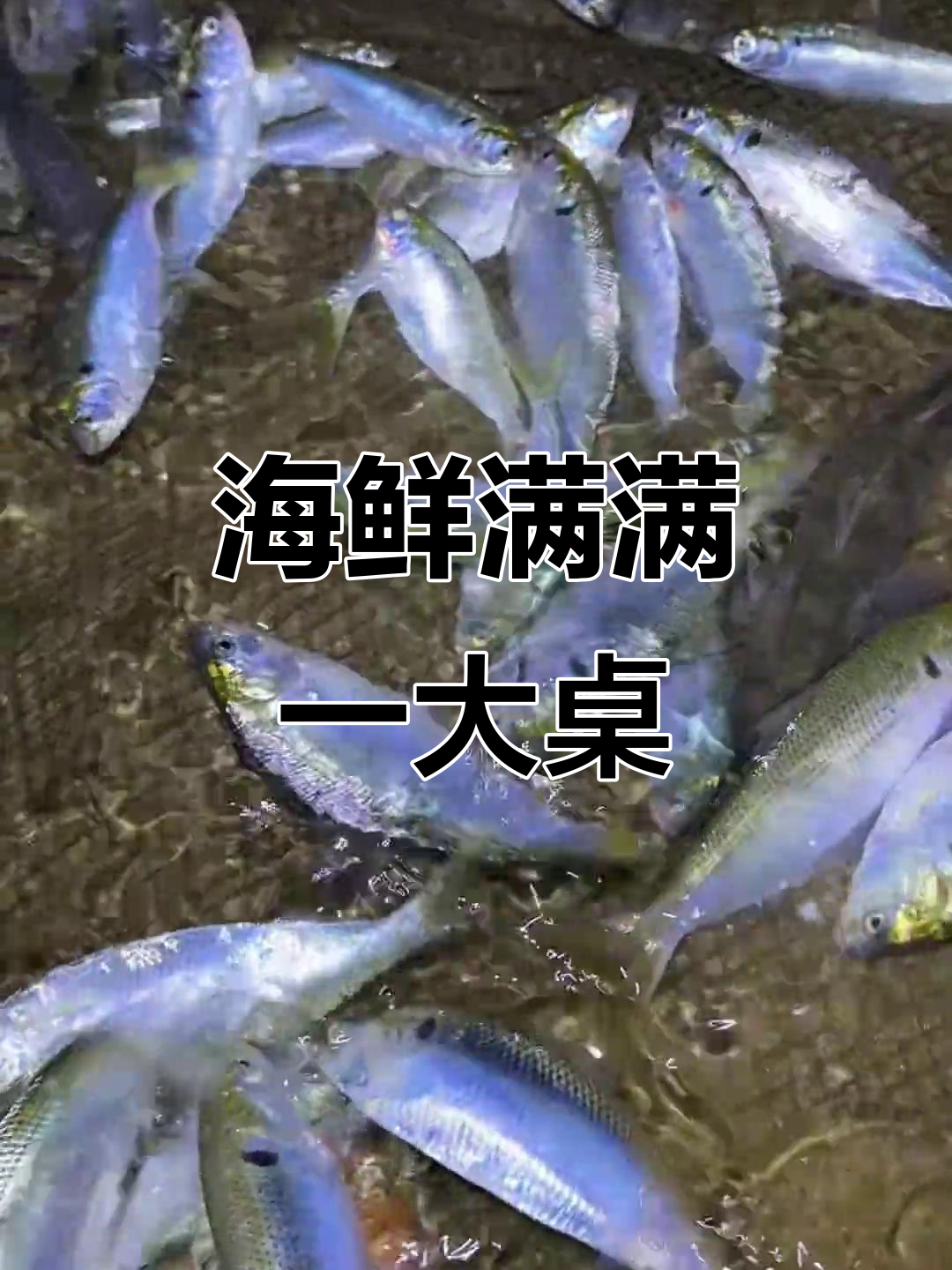 海田赶海大丰收,梭鱼、八爪鱼、龙虾一网打尽!