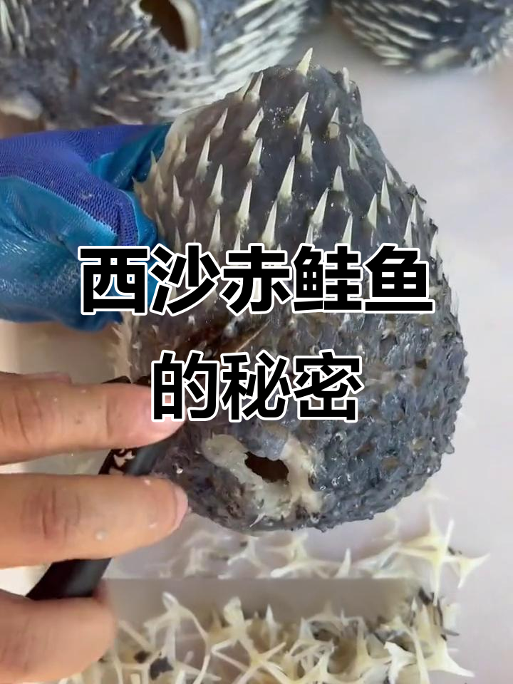 海南西沙赤鲑鱼:比龙虾还美味,滋补胶原蛋白汤