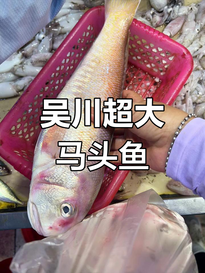 湛江吴川市场罕见大马头鱼,刷信用卡才拿下!