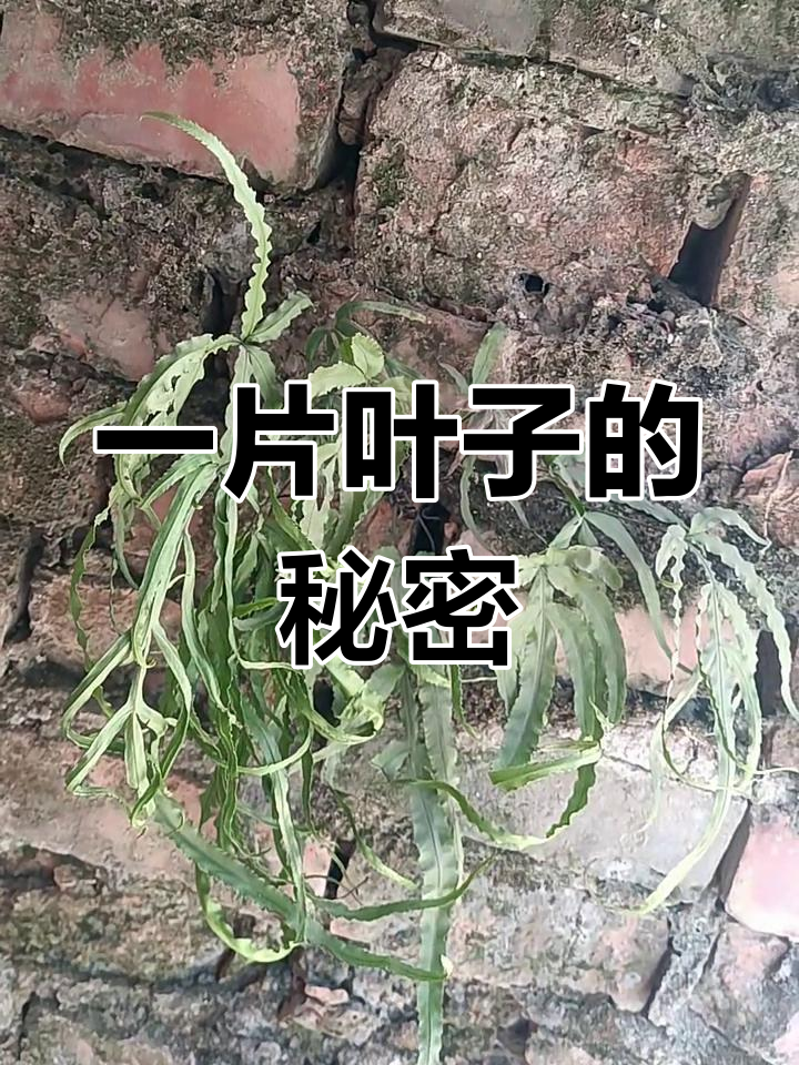一年多凤凰草,叶子能看出什么植物?
