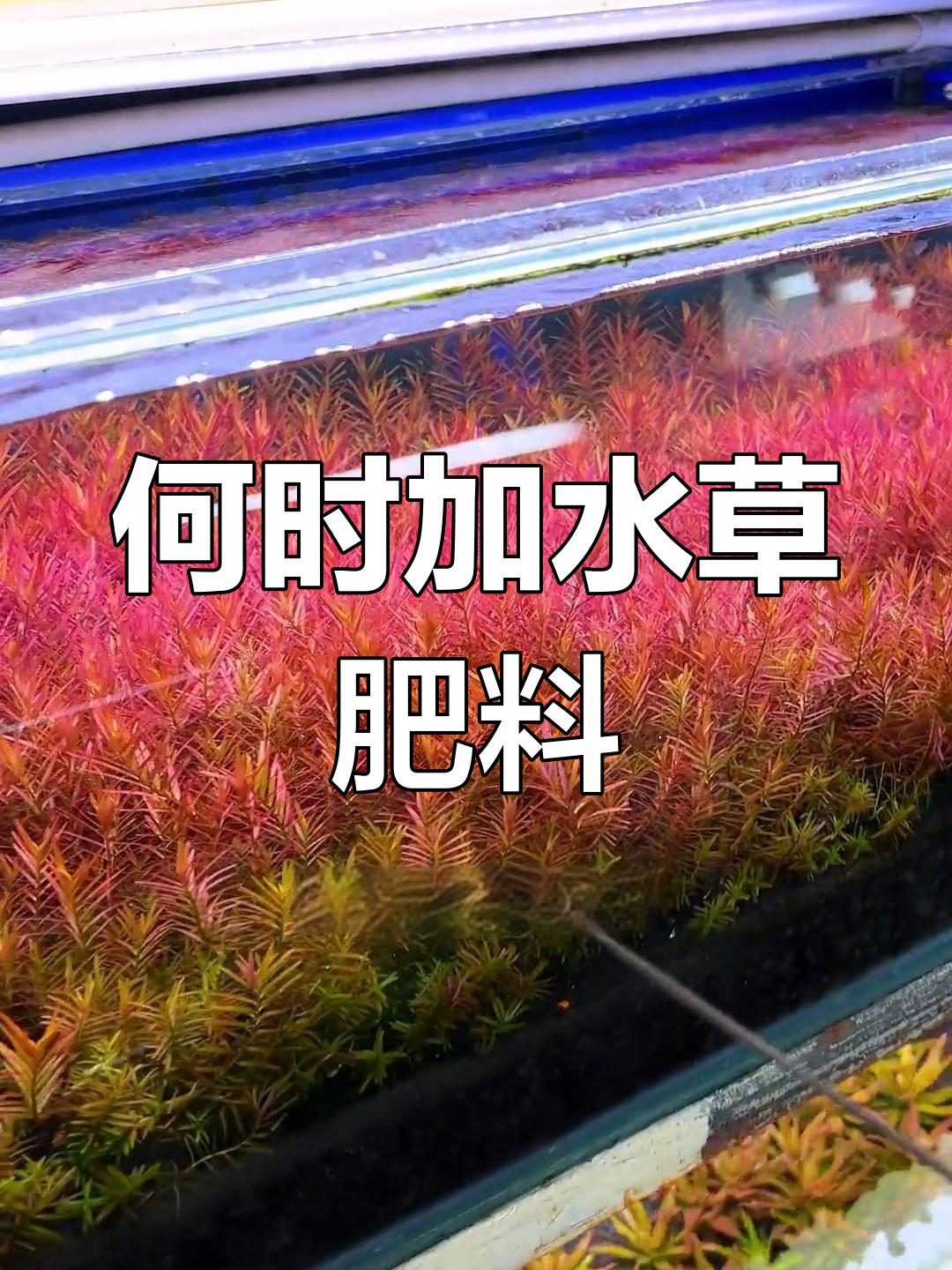 水草肥料怎么加?不同缸体状态下的施肥技巧
