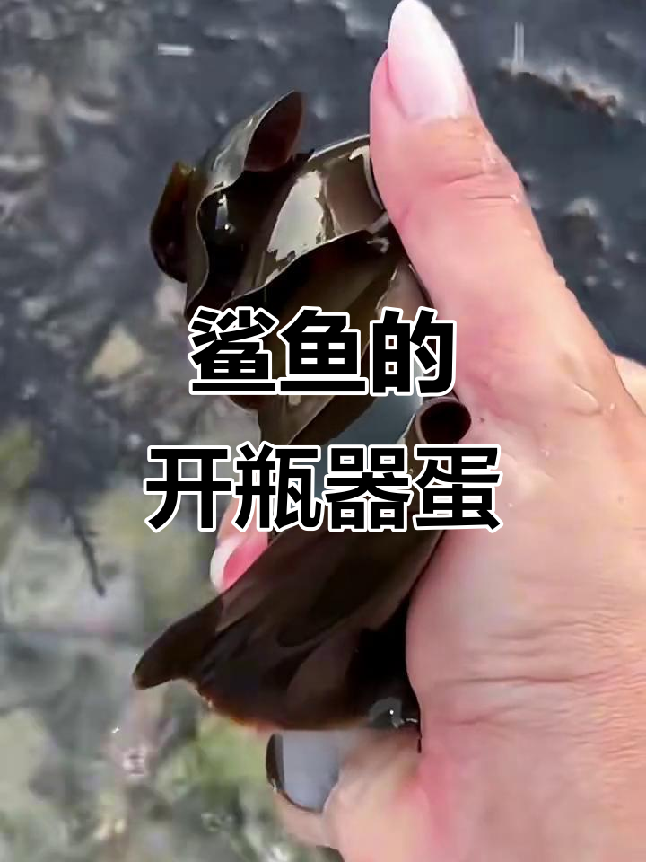 鲨鱼也能产蛋,像开瓶器的卵你见过吗?
