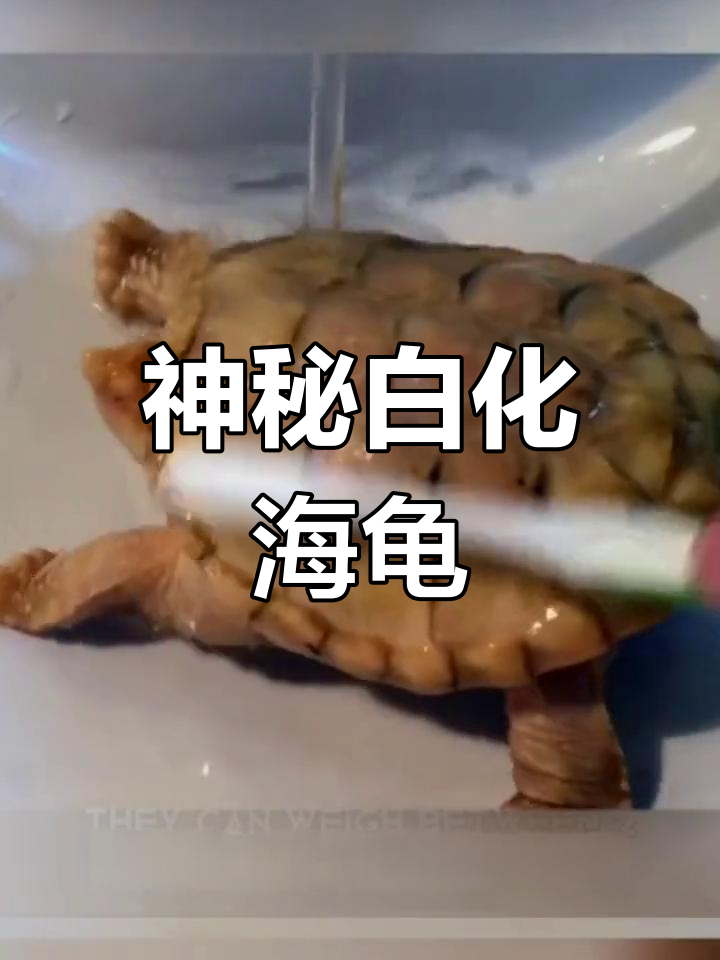 白化鳄龟:罕见的水下生物